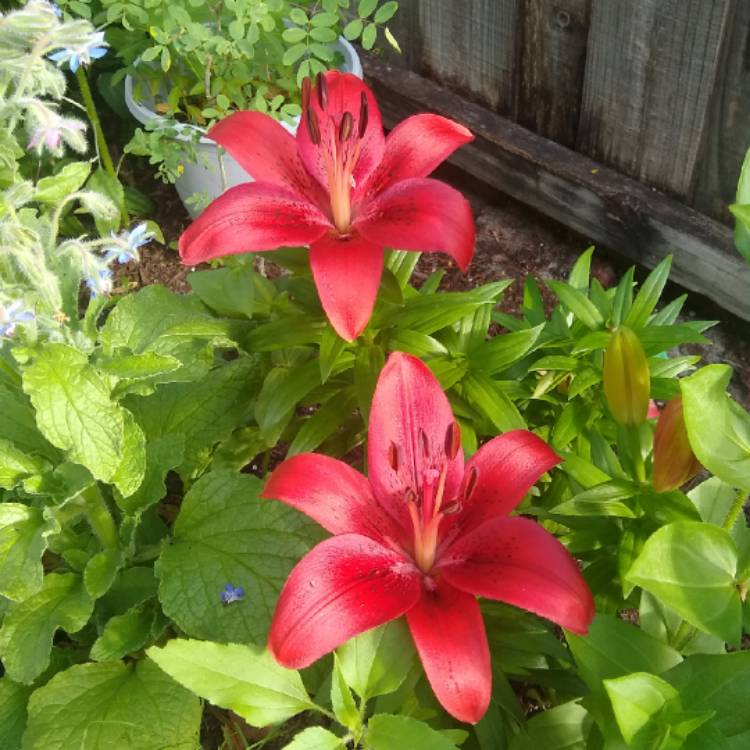 plant image 1476870 plant image 1476870