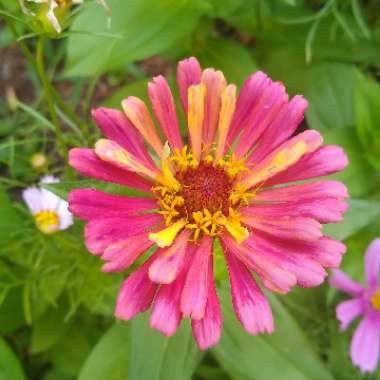 Zinnia elegans