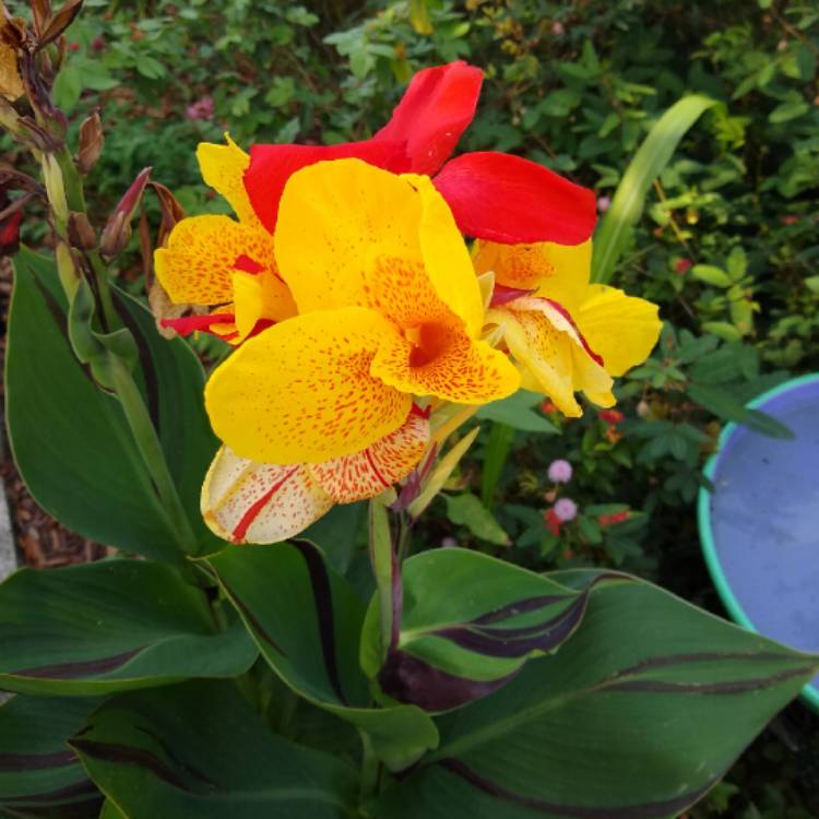 plant image 1477346