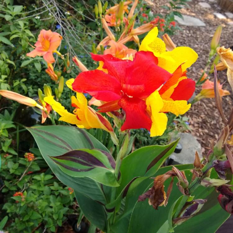 plant image 1477354