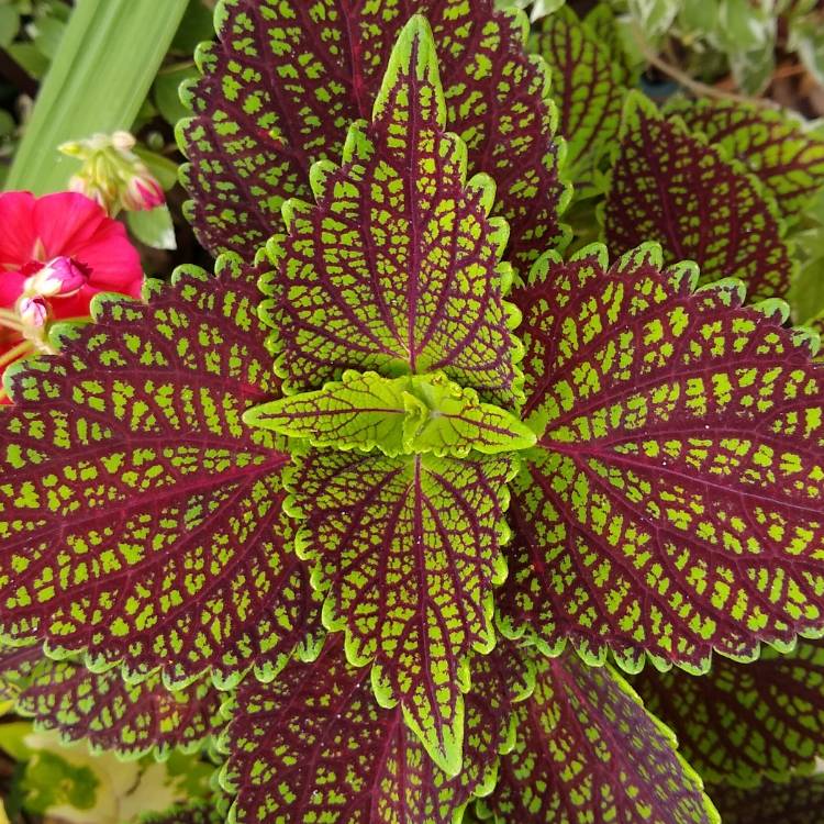 plant image 1478813 plant image 1478813