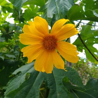 Tithonia diversifolia
