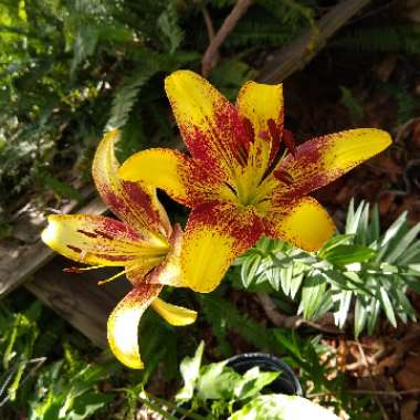 Lilium 'Lionheart'
