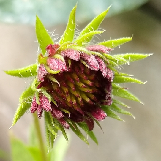 plant image 1483774 plant image 1483774