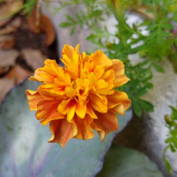 plant image 1484437