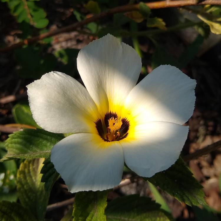 plant image 1485423