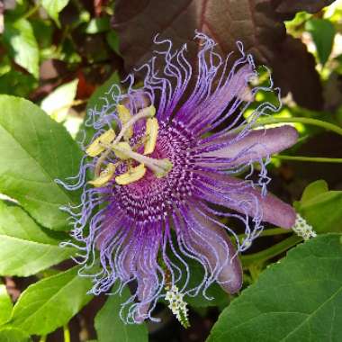 Passiflora Incarnata