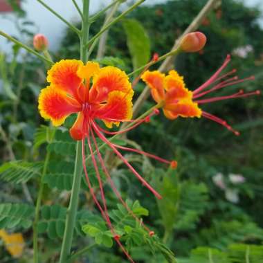 Caesalpinia pulcherrima syn. Caesalpinia lutea