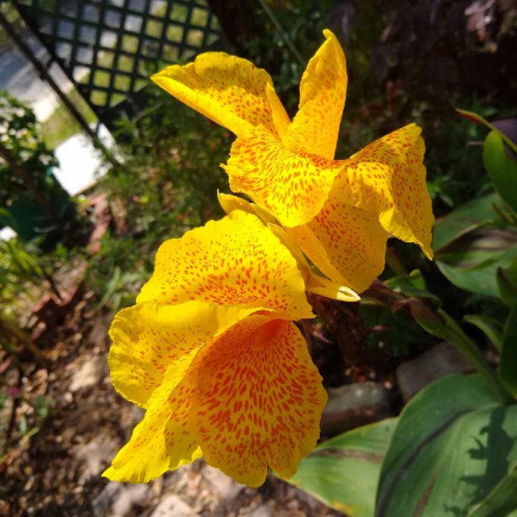 plant image 1494042
