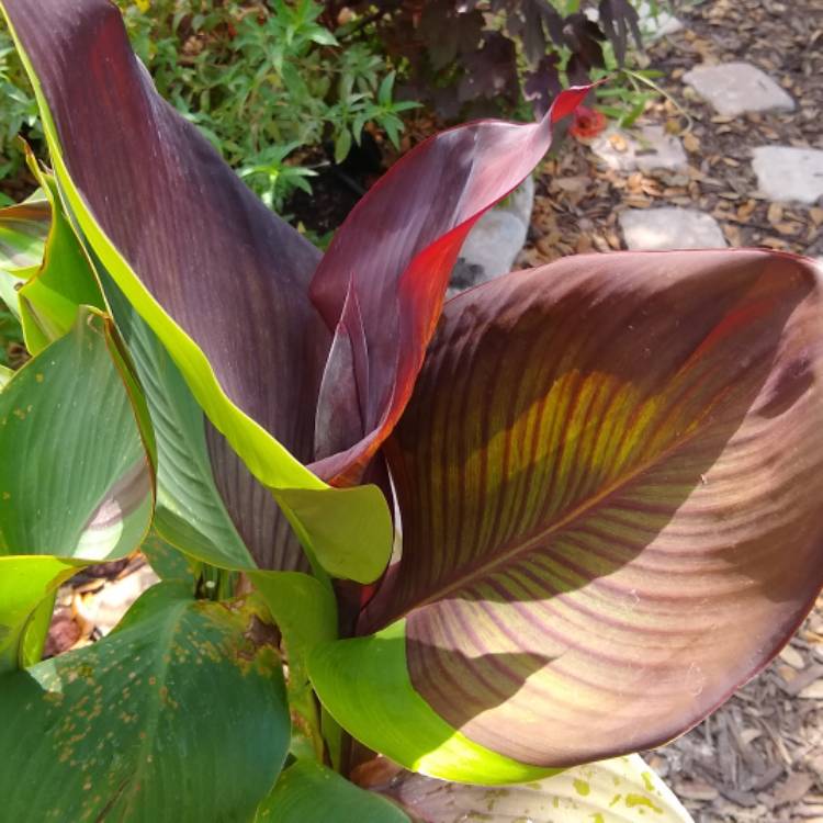 plant image 1494045