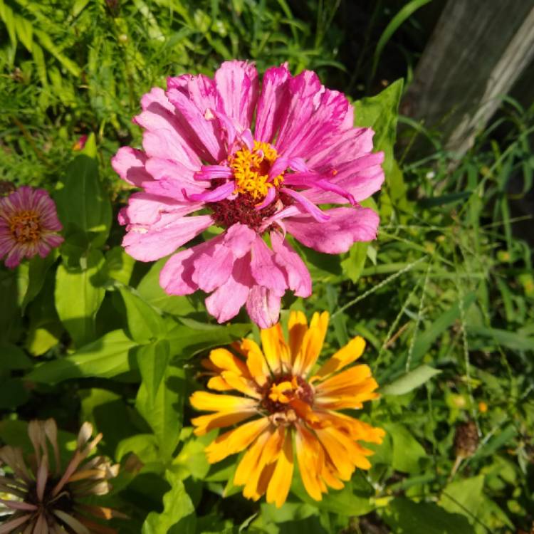 plant image 1494052 plant image 1494052