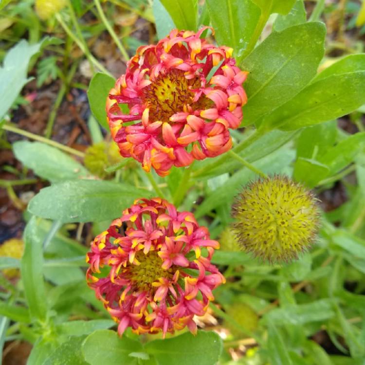 plant image 1495174 plant image 1495174