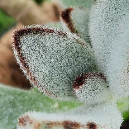 Plant image Kalanchoe tomentosa 'Teddy Bear'