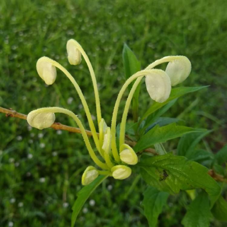 plant image 1512150 plant image 1512150