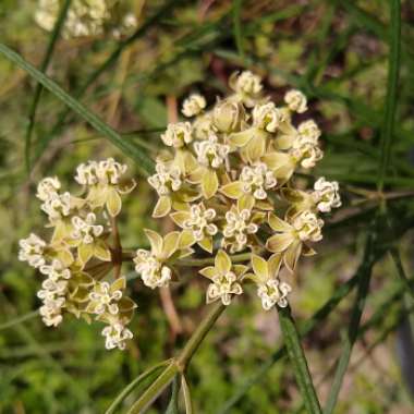 Asclepias verticillata