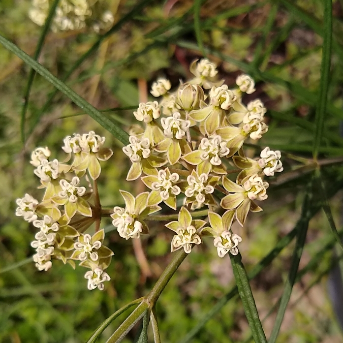 plant image 1512353