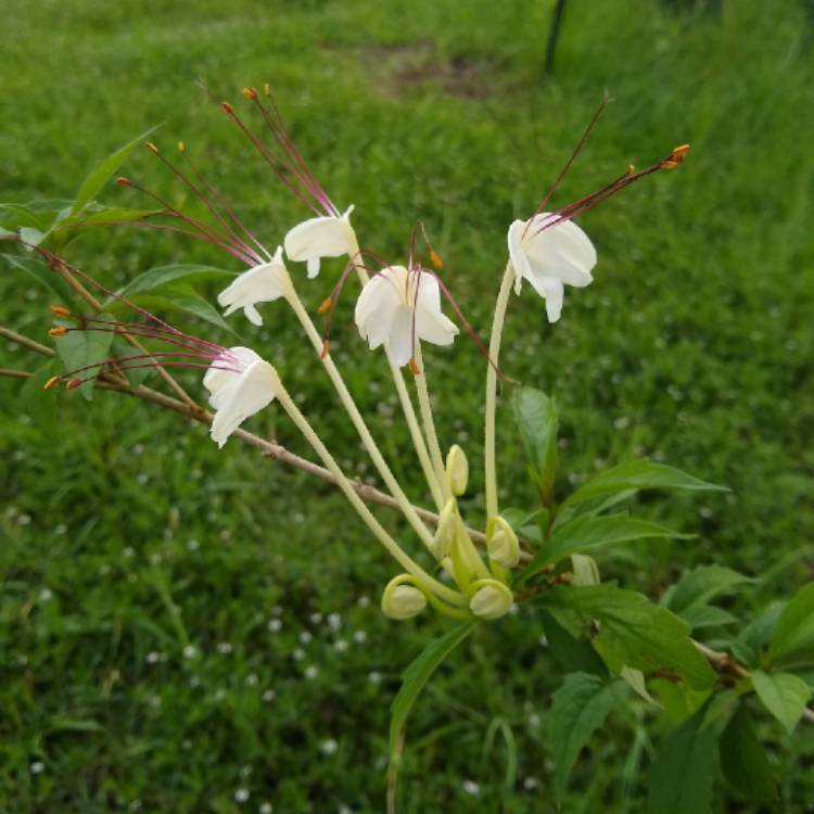 plant image 1512612 plant image 1512612