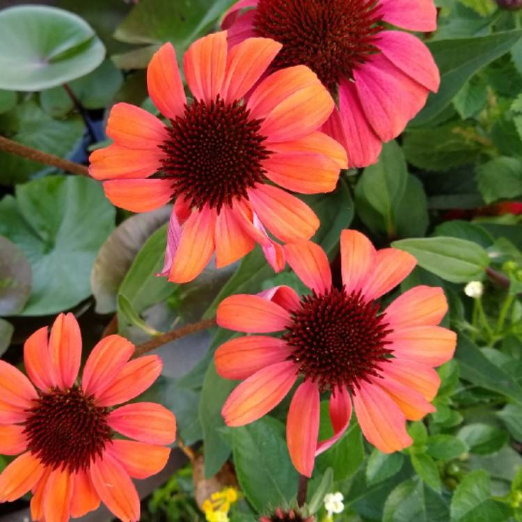 plant image 1514987 plant image 1514987