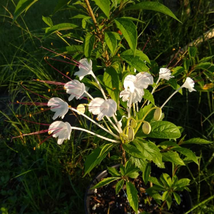 plant image 1515256 plant image 1515256
