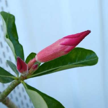 Adenium obesum