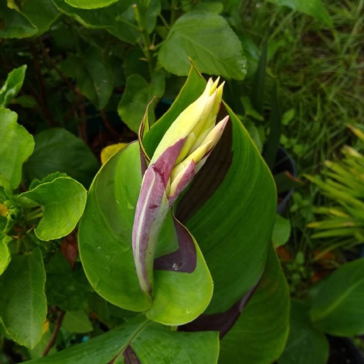 plant image 1518029