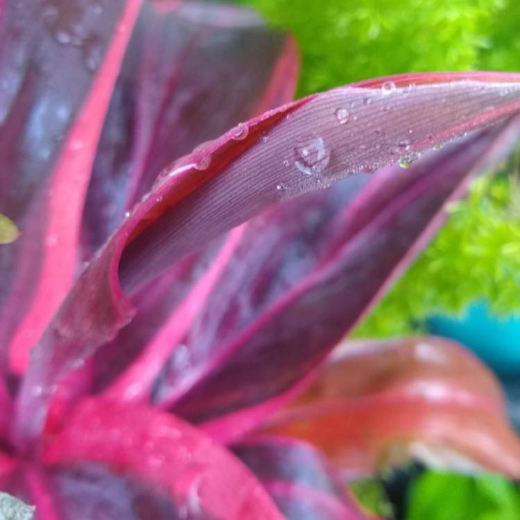 Plant image Cordyline Fruticosa 'Red Sister'