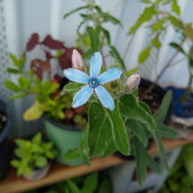 Tweedia caerulea syn. Oxypetalum coeruleum