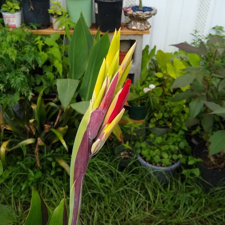 plant image 1520052