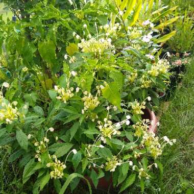 Clerodendrum incisum 'Macrosiphon'