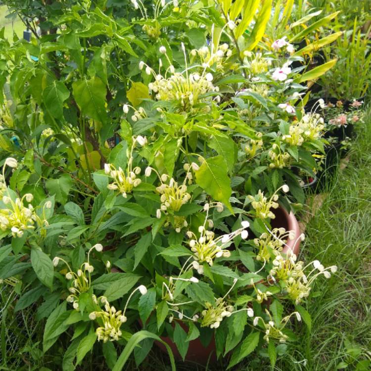 plant image 1522256 plant image 1522256