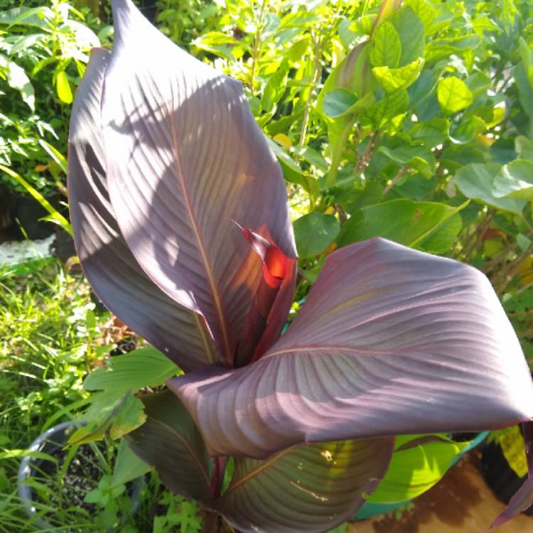 plant image 1529233