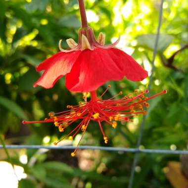 Hibiscus Grandideri