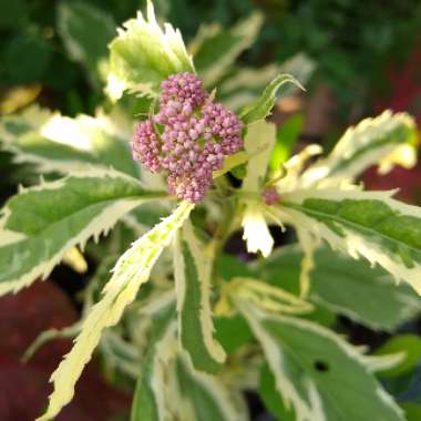 Eupatorium Fortunei "Pink Frost"