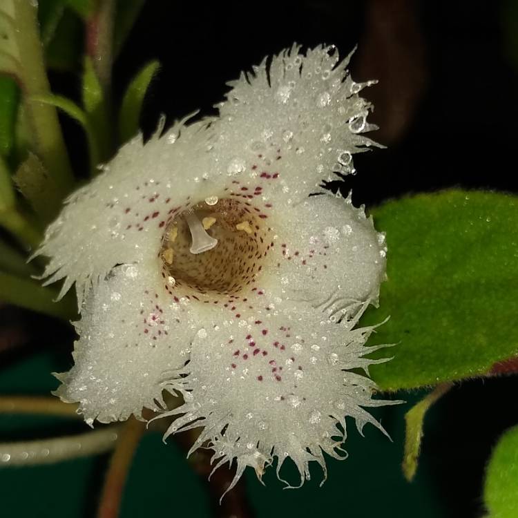 Plant image Episcia Dianthiflora