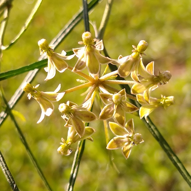 plant image 1530178
