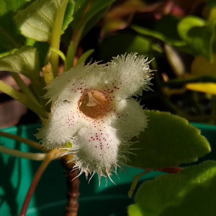 plant image 1530179 plant image 1530179