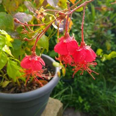 Hibiscus Grandideri