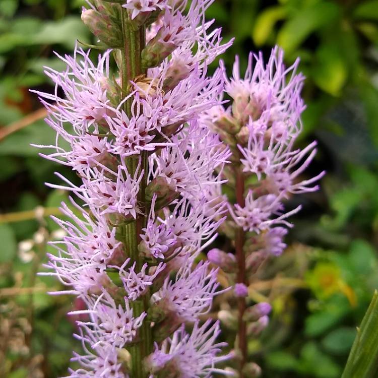 plant image 1538070 plant image 1538070