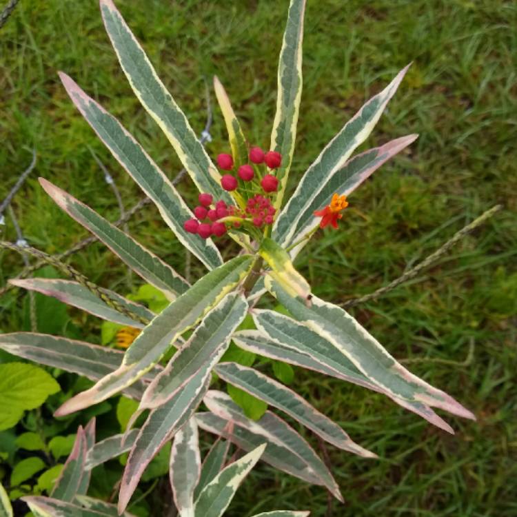 plant image 1538079 plant image 1538079