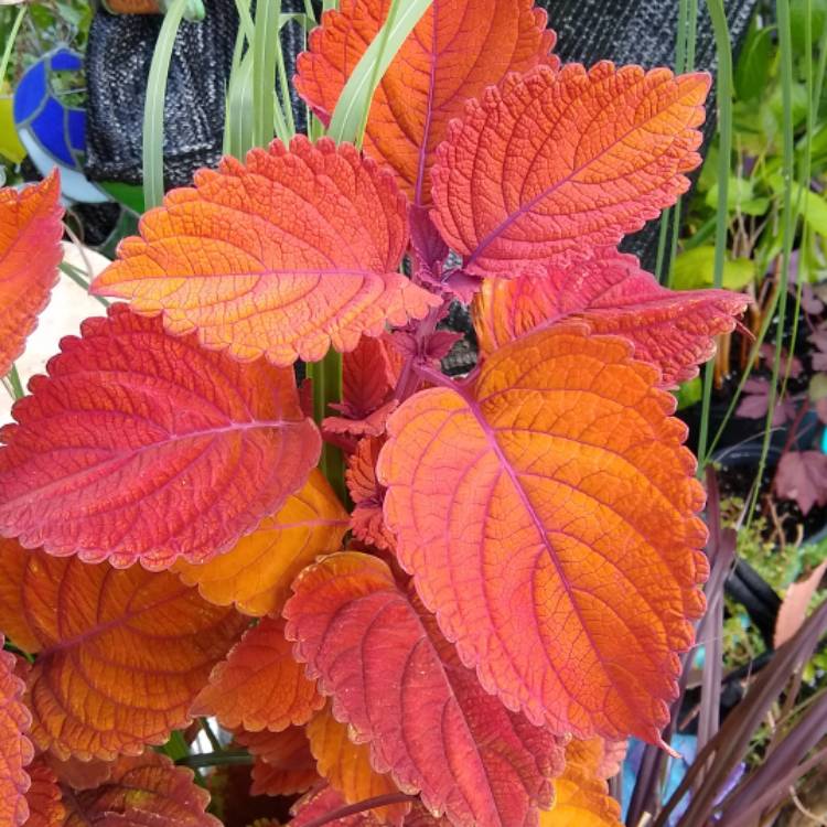 plant image 1539603 plant image 1539603