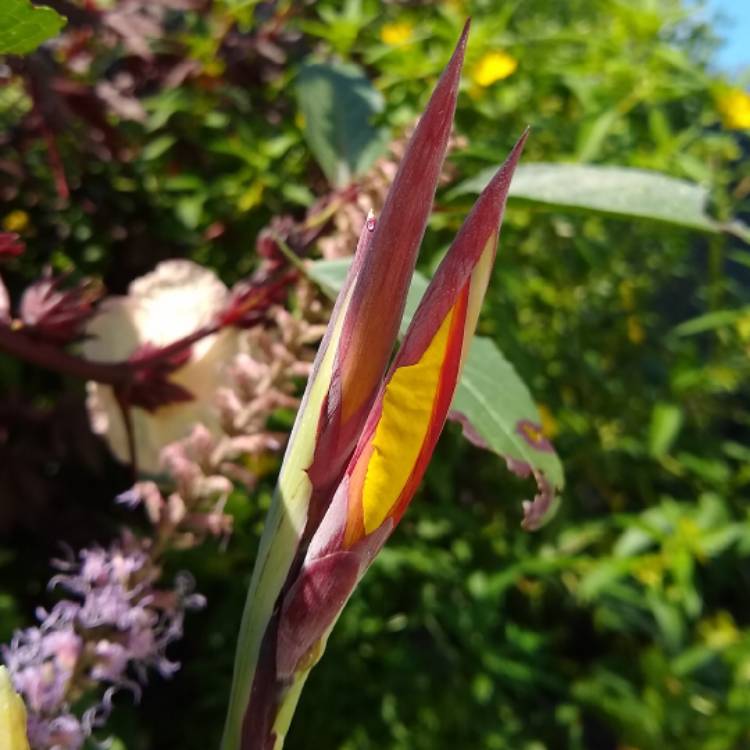 plant image 1539832