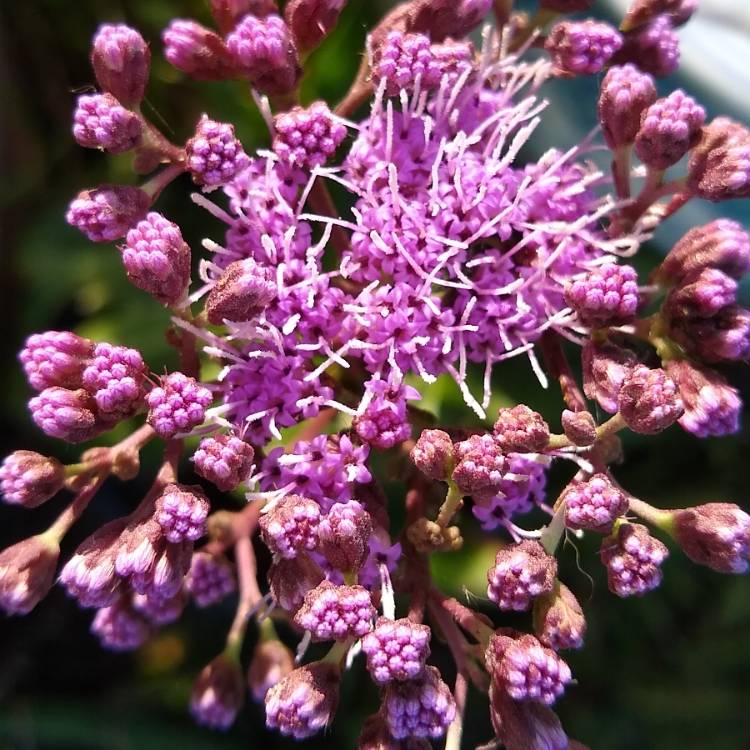 plant image 1540775