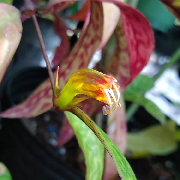 plant image 1543379