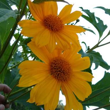 Tithonia diversifolia