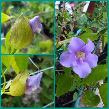 Thunbergia grandiflora