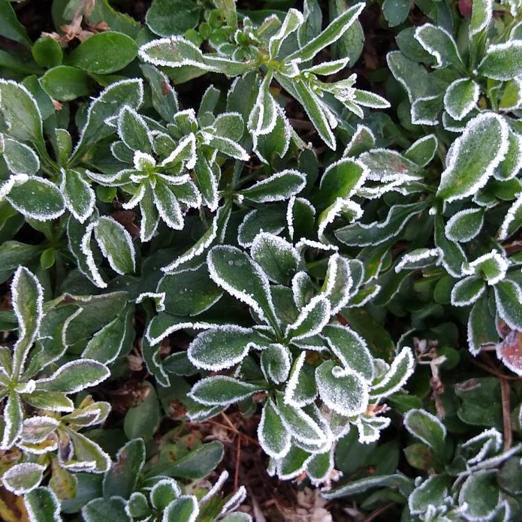 plant image 1549681