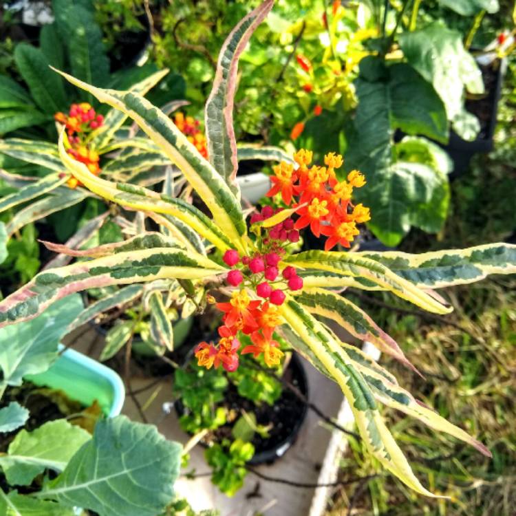 plant image 1550722 plant image 1550722