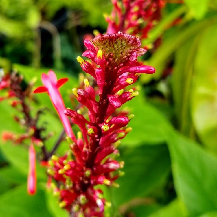 plant image 1551471