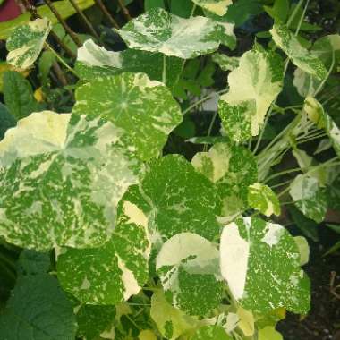 Tropaeolum majus 'Alaska Mix'