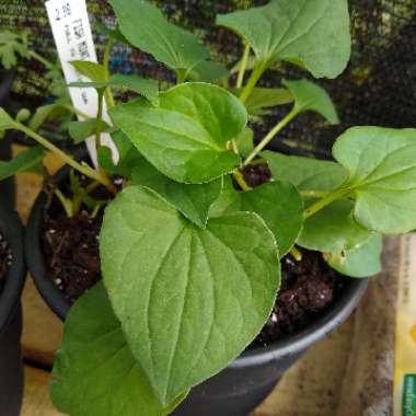 Houttuynia cordata